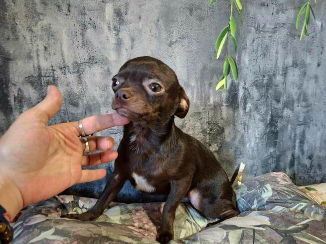 Śliczny piesek Chihuahua gorzka czekolada.Rodowód4pokolenia