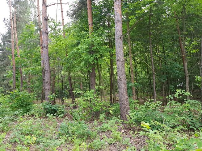 ⭐⭐⭐⭐⭐ Działka w okolicy Hotelu Afrodyta ⭐⭐⭐⭐⭐