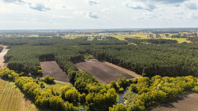 Działka leśna Maurzyce gm. Zduny,