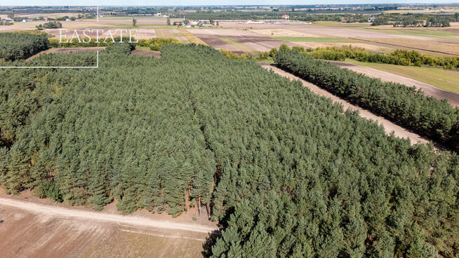 Działka leśna Maurzyce gm. Zduny,