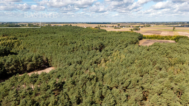 Działka leśna Maurzyce gm. Zduny,