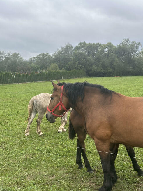 Działka rolna Popowice gm. Stary Sącz
