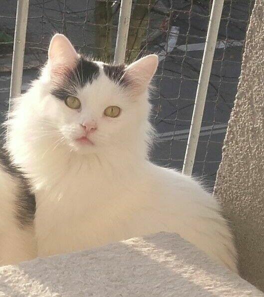 Słodziaki z dłuższym futerkiem, 10 mies.