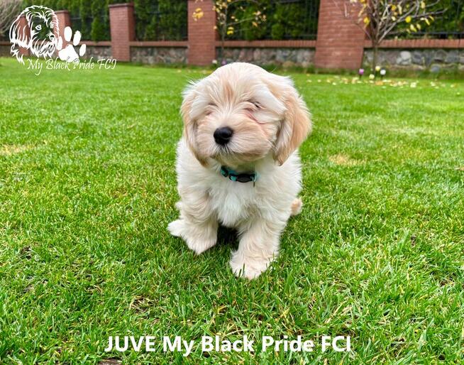 Hawańczyki - małe futerka gotowe do pokochania i odebrania