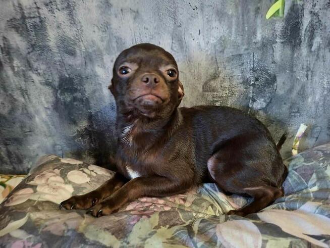 Śliczny piesek Chihuahua gorzka czekolada.Rodowód4pokolenia