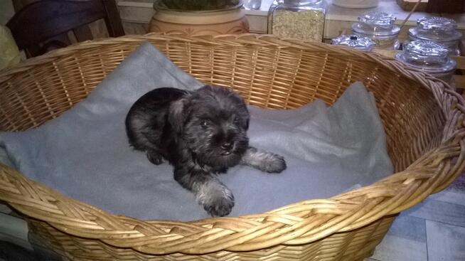 sznaucer miniaturowy , szczenięta