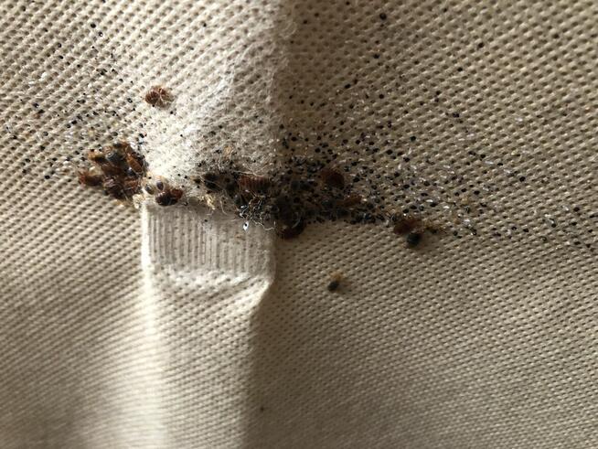 Pluskwy w mieszkaniu Pomożemy