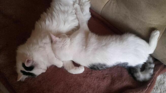 Kociaki słodsze od cukru