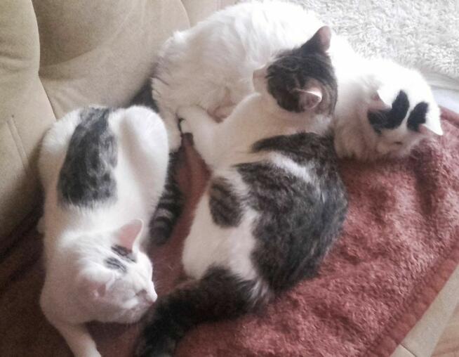 Chłopaki do kochania 6 mies. po serwisie wet.