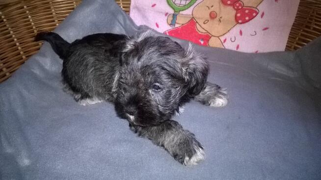 sznaucer miniaturowy , szczenięta