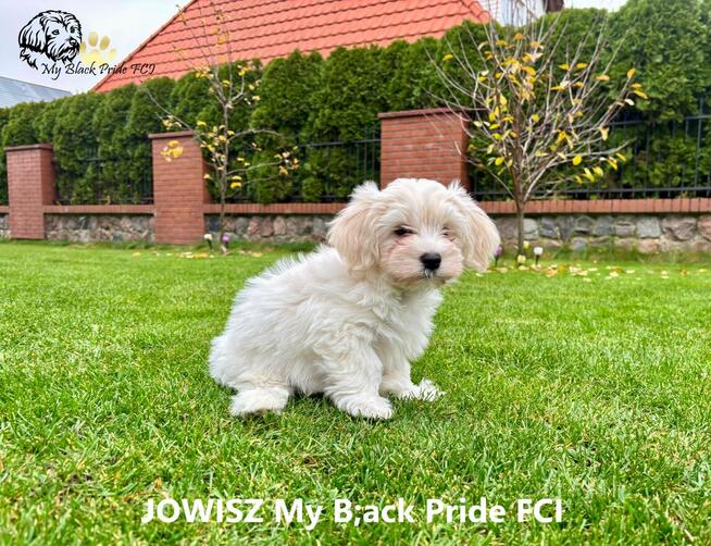 Hawańczyki - małe futerka gotowe do pokochania i odebrania