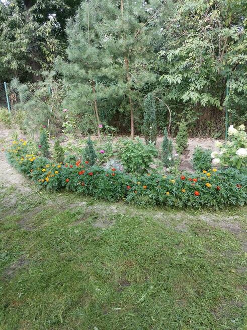 Sprzedam działkę budowlaną z domem całorocznym przy lesie