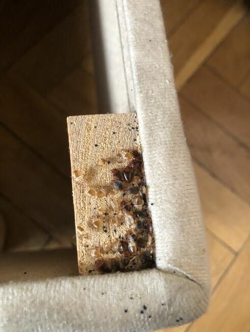 Pluskwy w mieszkaniu Pomożemy