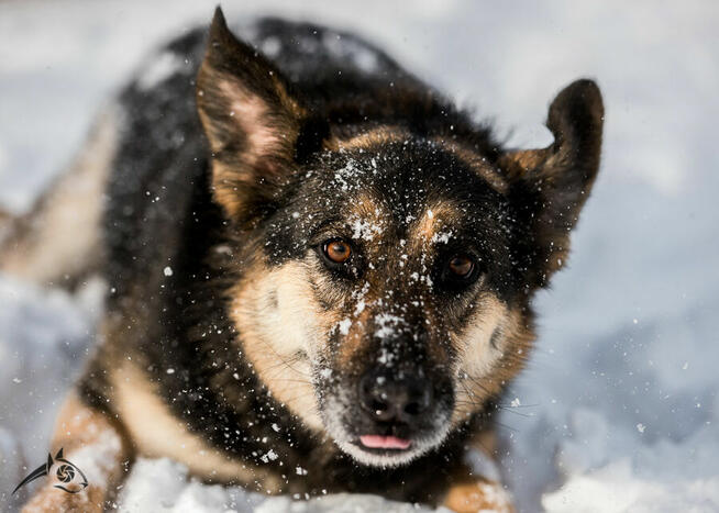 Pogodny Leo szuka domu tymczasowego 9lat w Fundacji