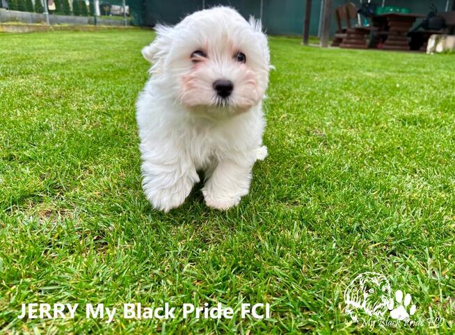 Hawańczyki - małe futerka gotowe do pokochania i odebrania