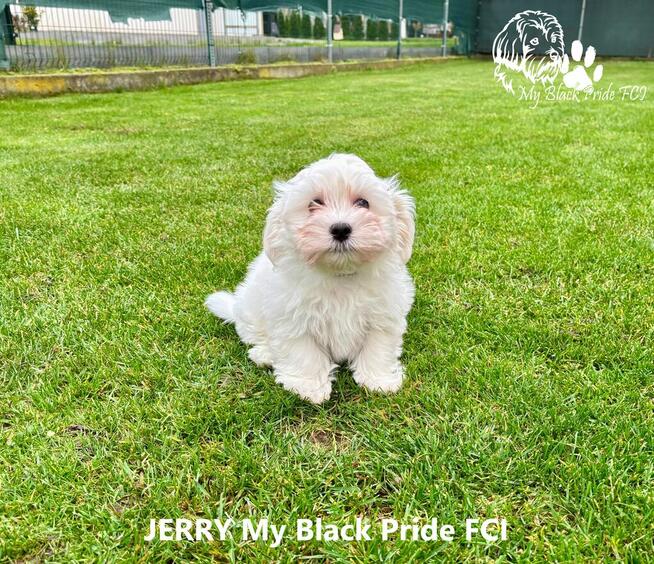 Hawańczyki - małe futerka gotowe do pokochania i odebrania