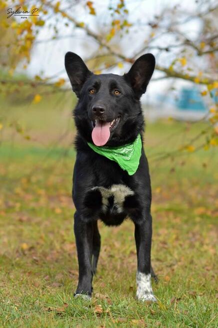 Bar - młodzik energiczny i wesoły