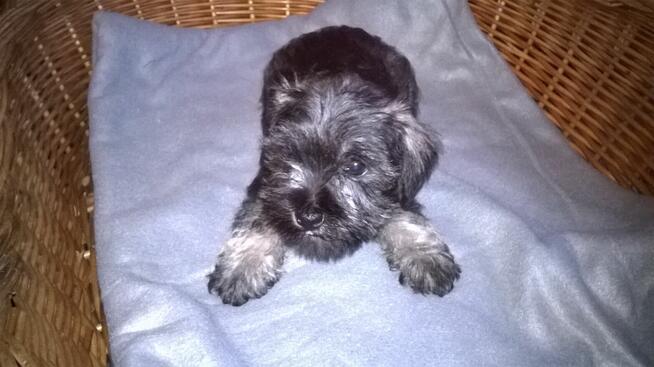 sznaucer miniaturowy , szczenięta