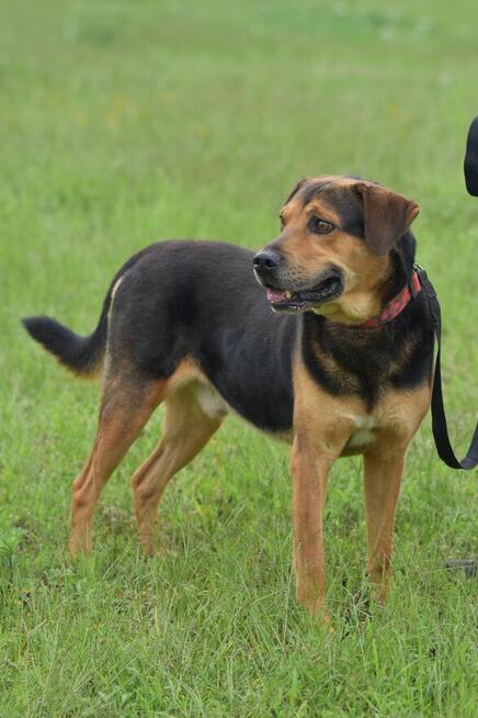 Kruger - czuły i oddany