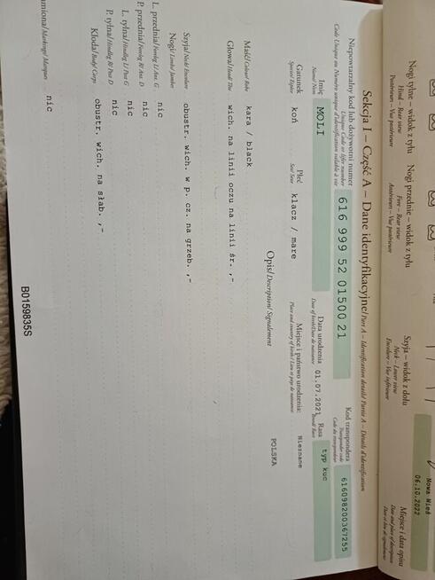 Mam na sprzedaż klacz kuc z źrebakiem