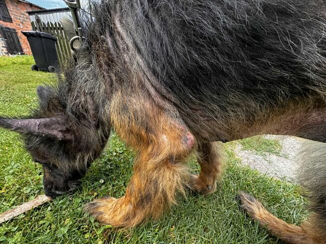 Koka - w typie Długowłosy owczarek niemiecki; wesoła