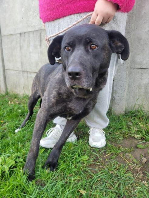 Fibi szuka domu stałego!