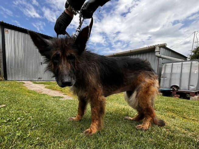 Koka - w typie Długowłosy owczarek niemiecki; wesoła