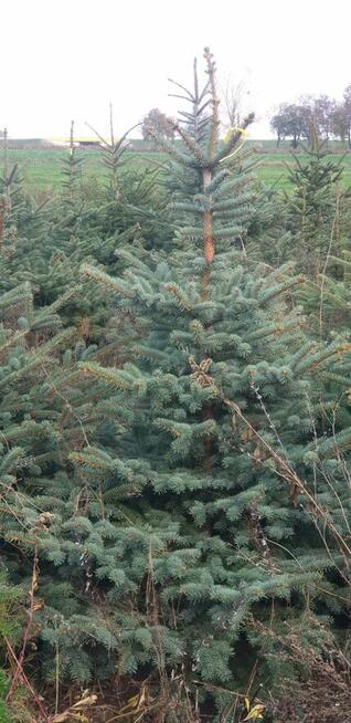 CHOINKI! Ładne świerki i jodły z własnej plantacji