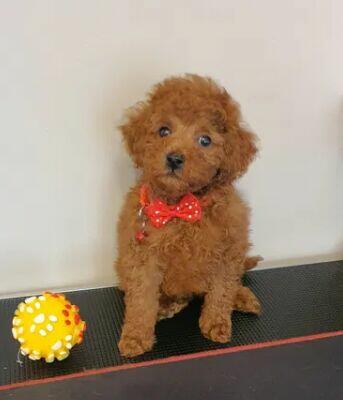 Pudel ,Pudelek Toy piesek red