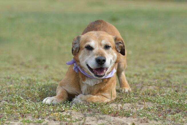 Penne - uwielbia głaskanie i bliskość człowieka