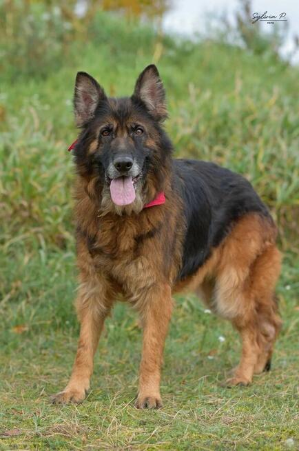 Koka - w typie Długowłosy owczarek niemiecki; wesoła