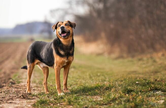 Kruger - czuły i oddany