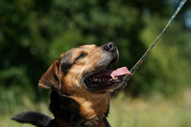 Kruger - czuły i oddany