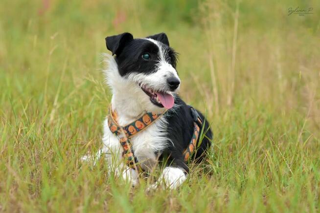 Kaktus - w typie Terrier; chętnie spędza czas z ludźmi