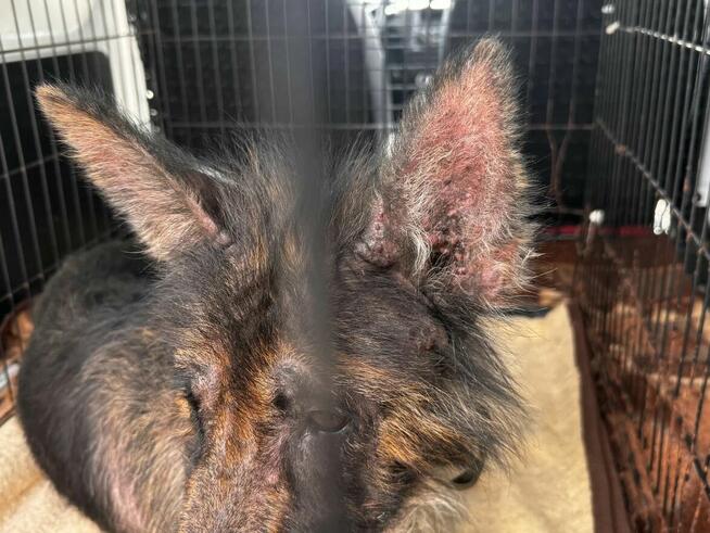 Koka - w typie Długowłosy owczarek niemiecki; wesoła