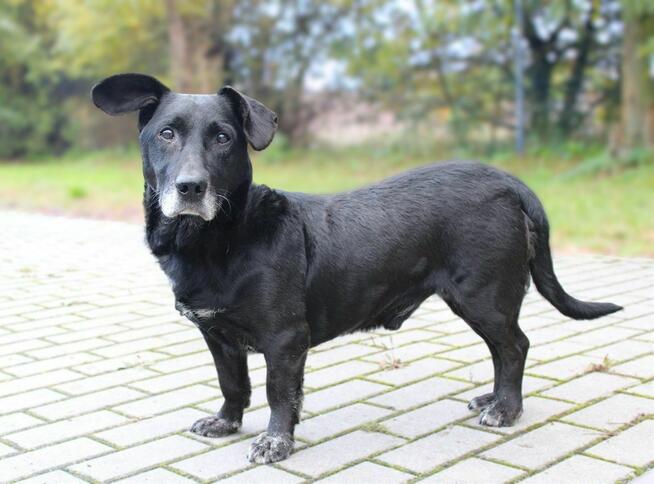 Dżeki szuka domu, mały, pies, odebrany interwencyjnie