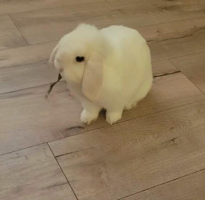 Mini Lop Wykastrowany Legalna Hodowla