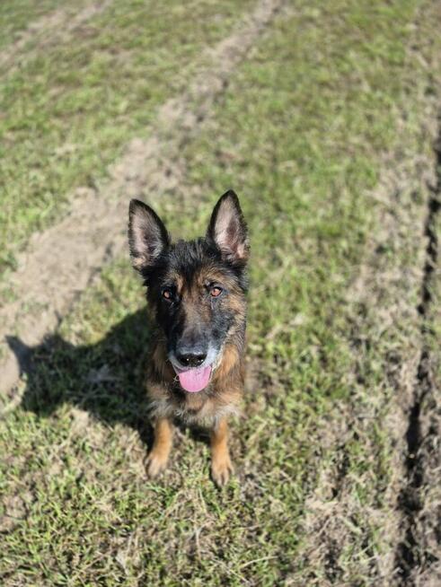 Koka - w typie Długowłosy owczarek niemiecki; wesoła