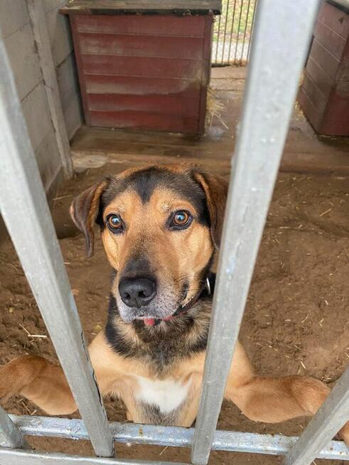 Kruger - czuły i oddany