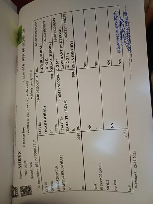 Mam na sprzedaż klacz kuc z źrebakiem