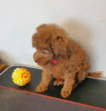 Pudel ,Pudelek Toy piesek red