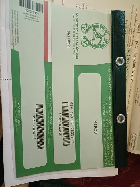 Mam na sprzedaż klacz kuc z źrebakiem