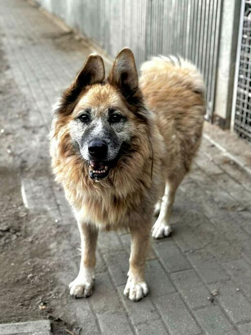 Konew - w typie Owczarek niemiecki długowłosy