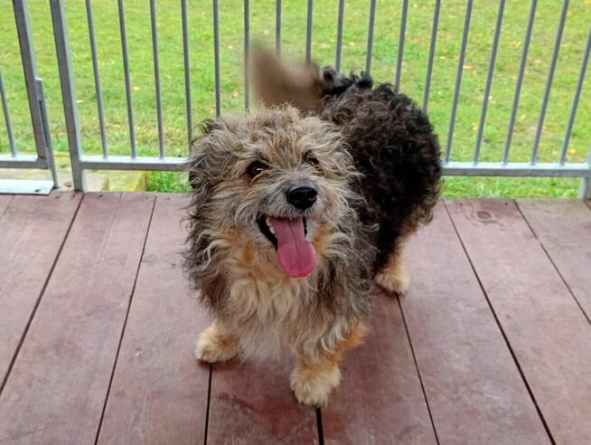 Loczek-mały piesek szuka domu