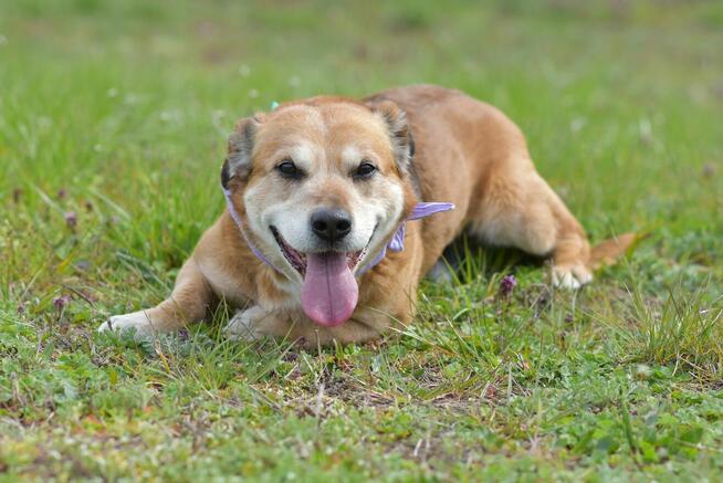 Penne - uwielbia głaskanie i bliskość człowieka