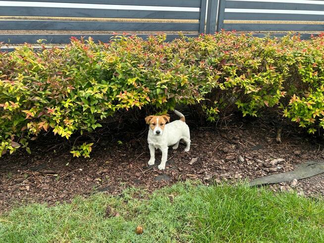 Suczka Jack Russell Terrier