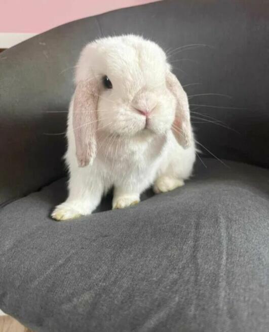 Mini Lop Wykastrowany Legalna Hodowla