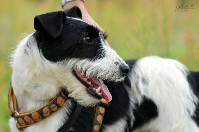 Kaktus - w typie Terrier; chętnie spędza czas z ludźmi