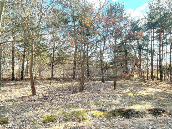 Działka inwestycyjna Józefów, Owsiana