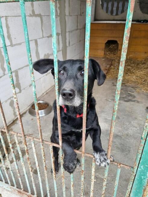 Dżeki szuka domu, mały, pies, odebrany interwencyjnie